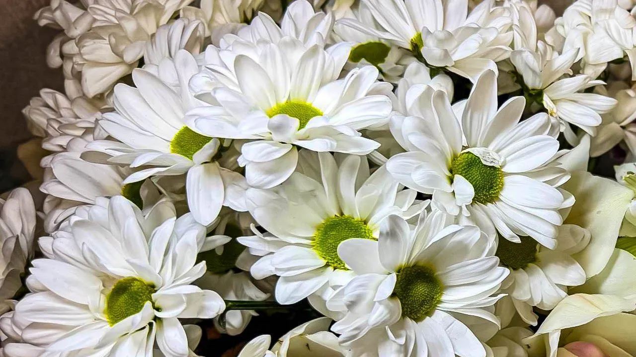 REGIONS/Дарина Левкина