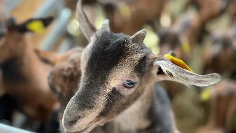 Фото: Пресс-служба Минсельхозпрода МО