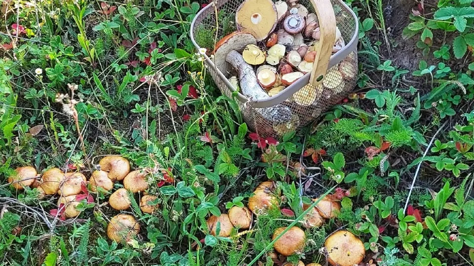 Фото: Василий Потапов