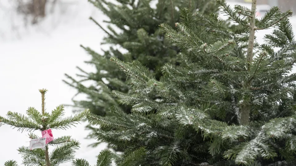 Фото: пресс-служба администрации г.о. Ленинский