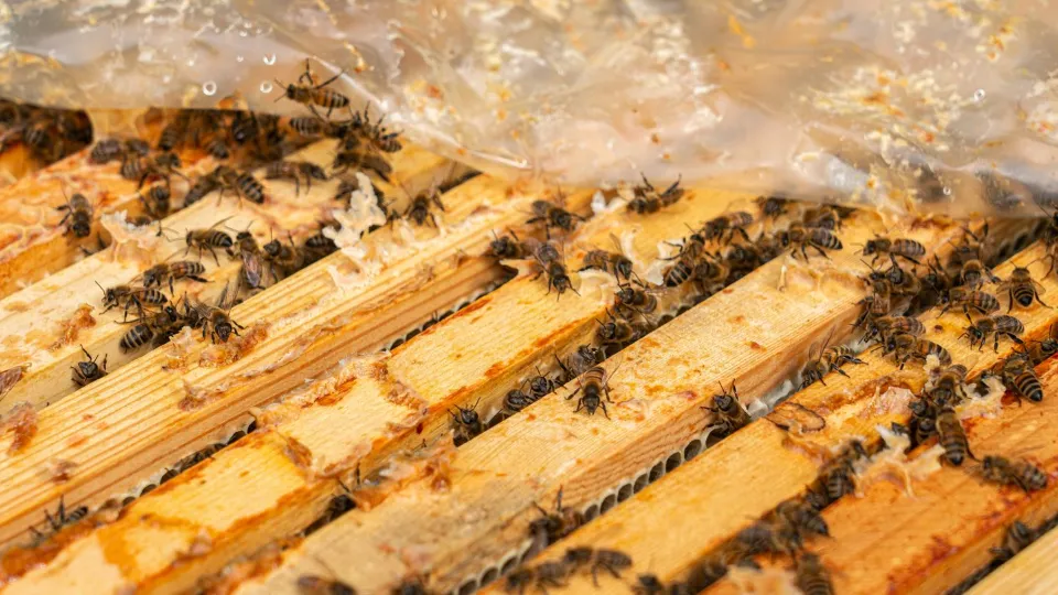 Фото: медиасток.рф