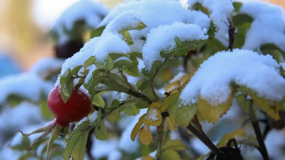 Фото: медиасток.рф