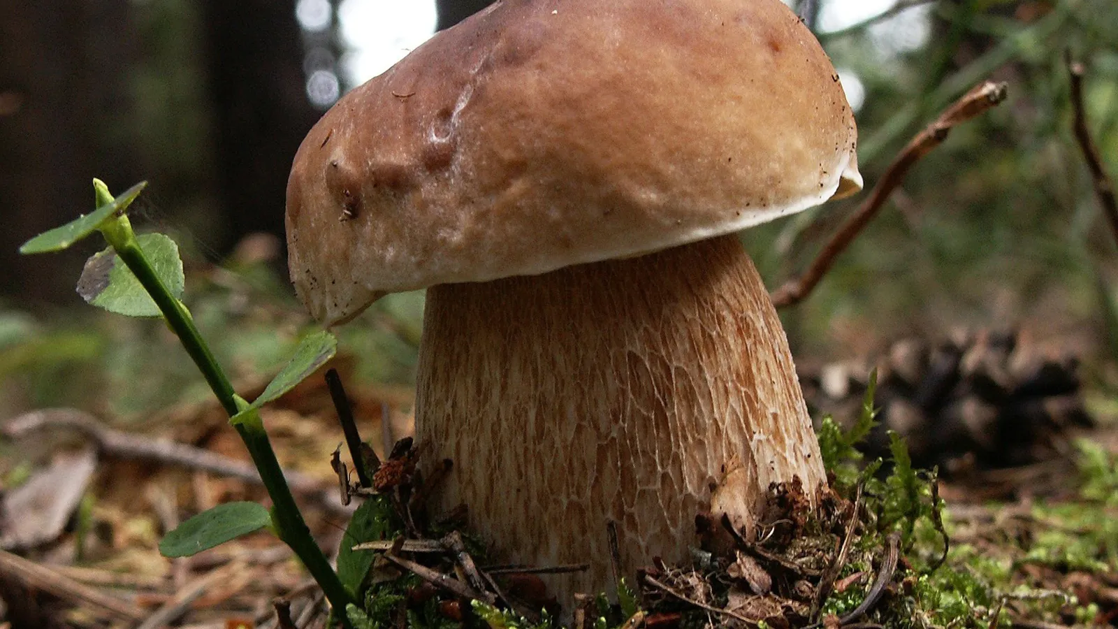 Фото: pxhere.com