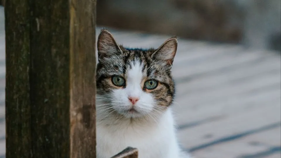 Фото: t.me/sts_lavra