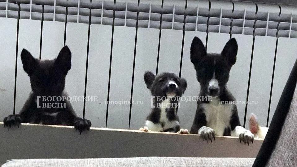 Фото: ЧП/Москва