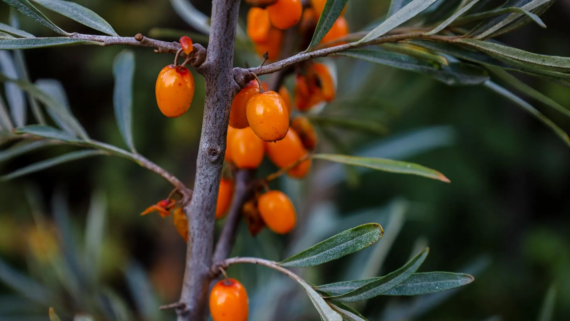 Elena Mayorova/Global Look Press