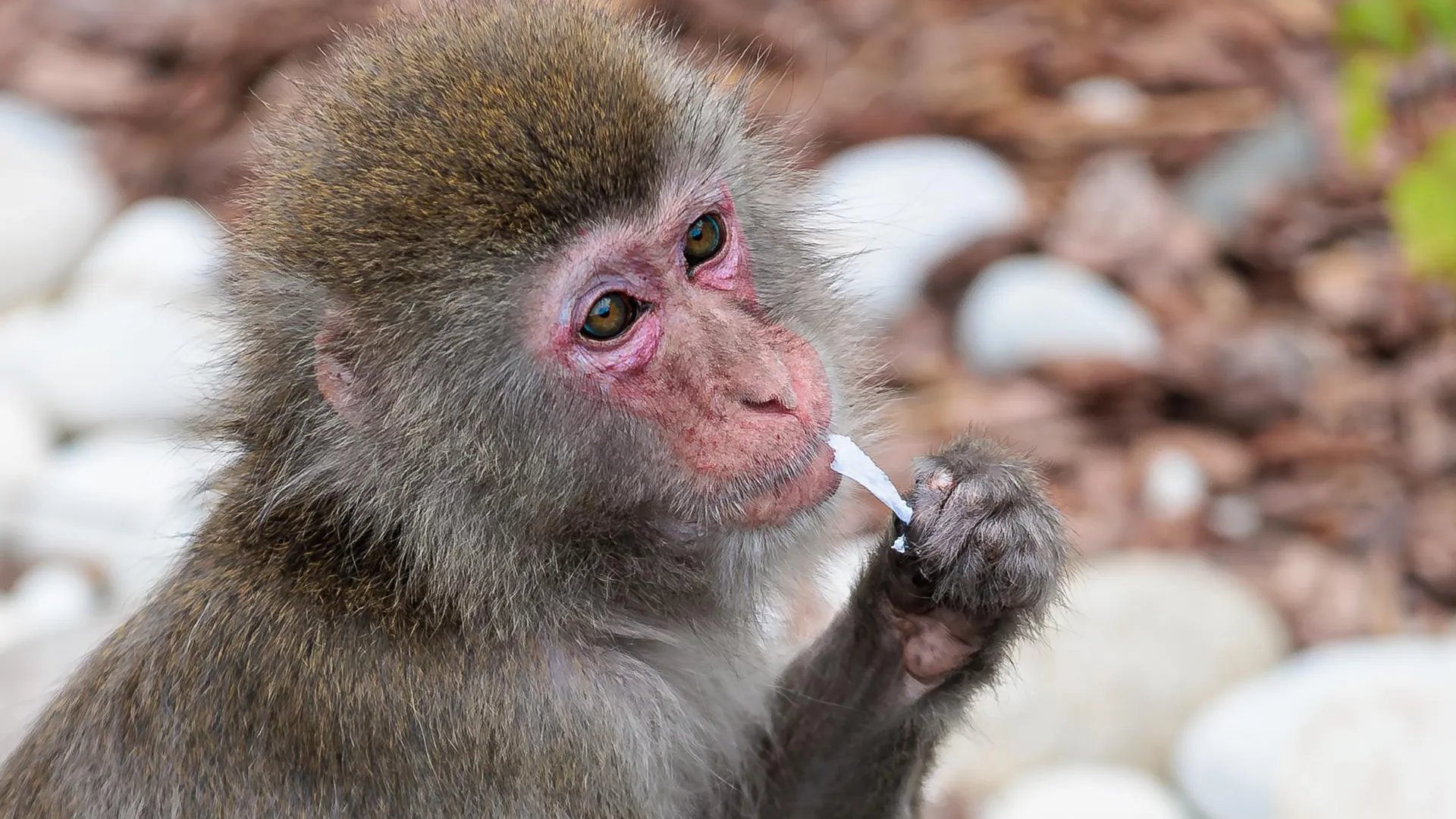 Edgar Breshchanov/Global Look Press