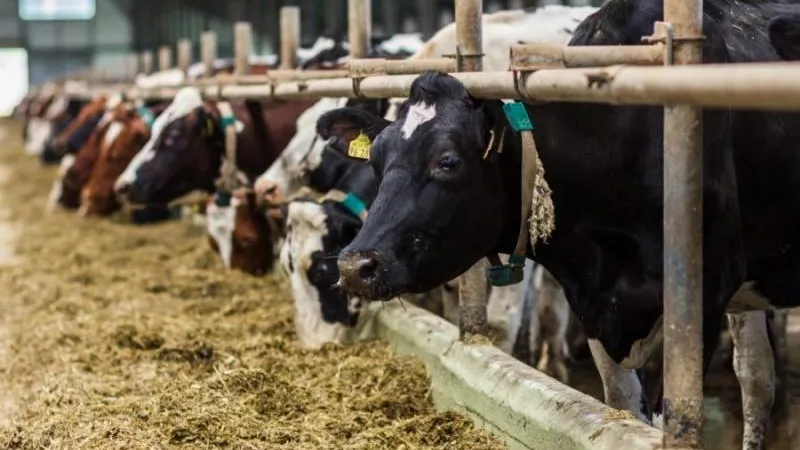 Подмосковье потратит 234 млн на замещение больного лейкозом КРС