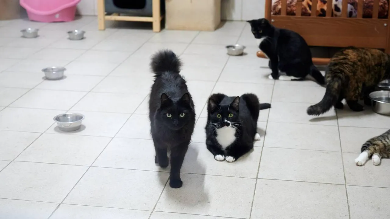 Фото: ООО «Научно-Производственный  Центр Кормовых Технологий»