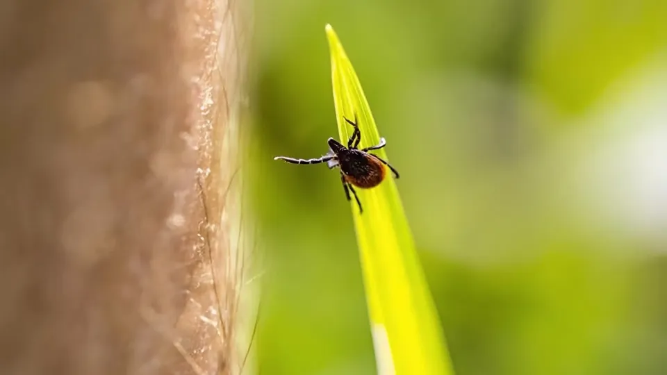 Фото: istockphoto.com/kmatija