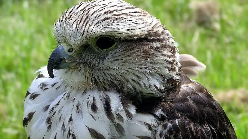 wikimedia.org