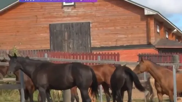 Четырех элитных лошадей украли из конюшни в Дятлово