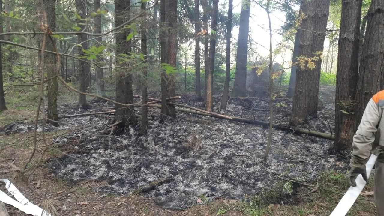 Комитет лесного хозяйства Московской области