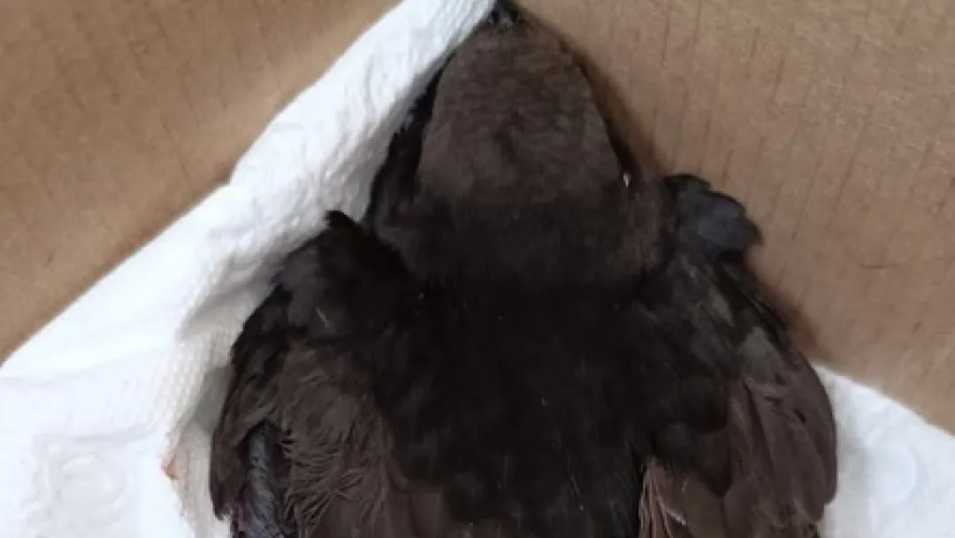 Фото: vk.com/Приют «Зоозащита-плюс» Серпухов