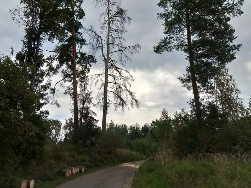 Фото: Звенигородский филиал ГКУ МО «Мособллес»