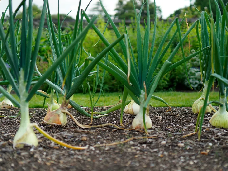 Фото: unsplash.com