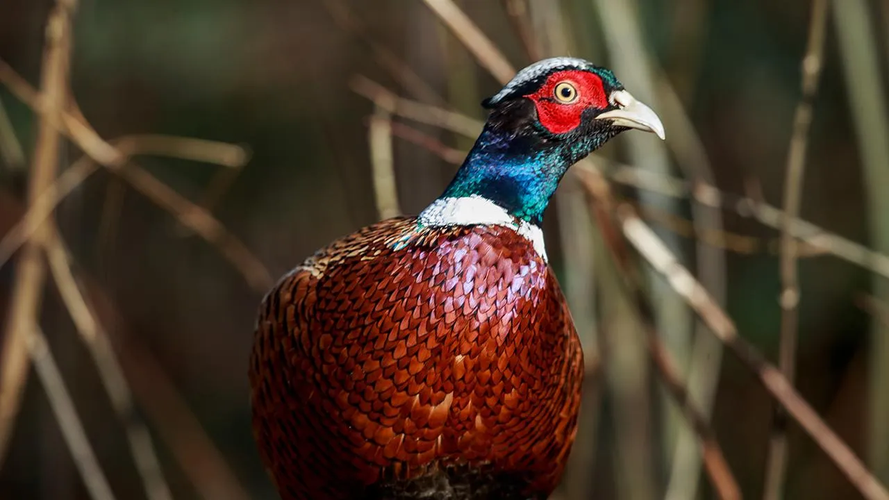 istockphoto.com/Bebedi