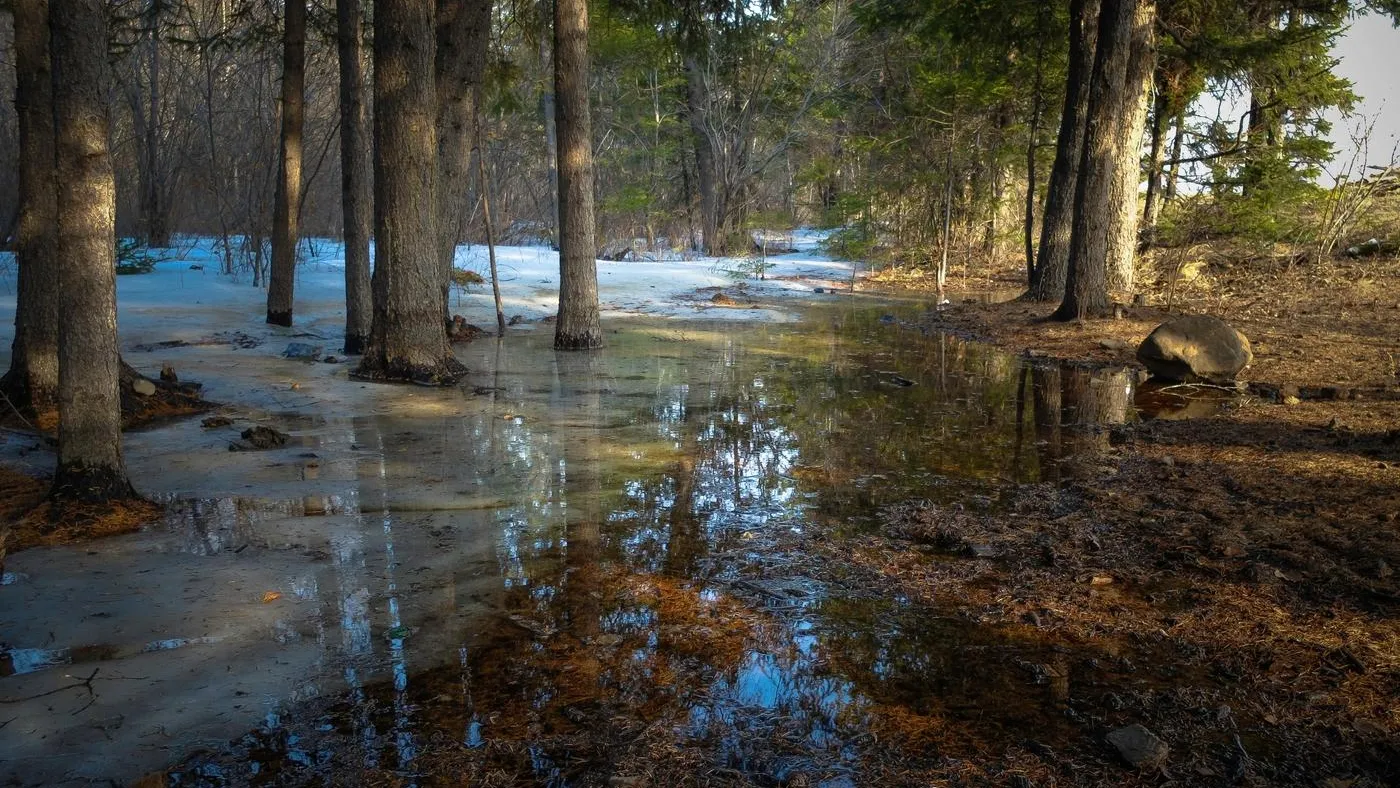 Комитет лесного хозяйства Московской области