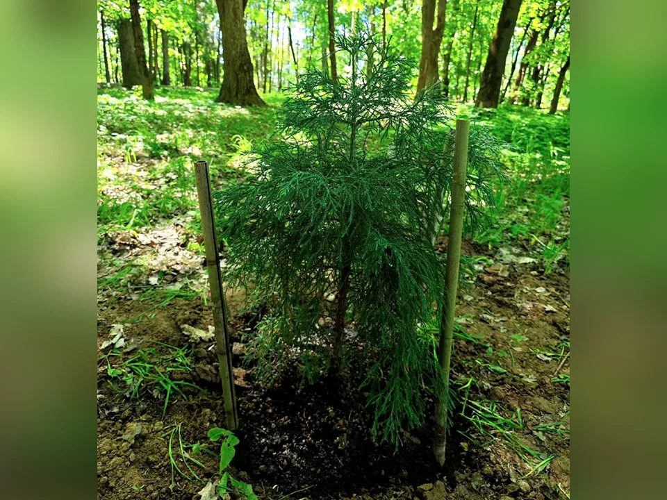 Фото: МБУК  «Городской парк культуры и отдыха»