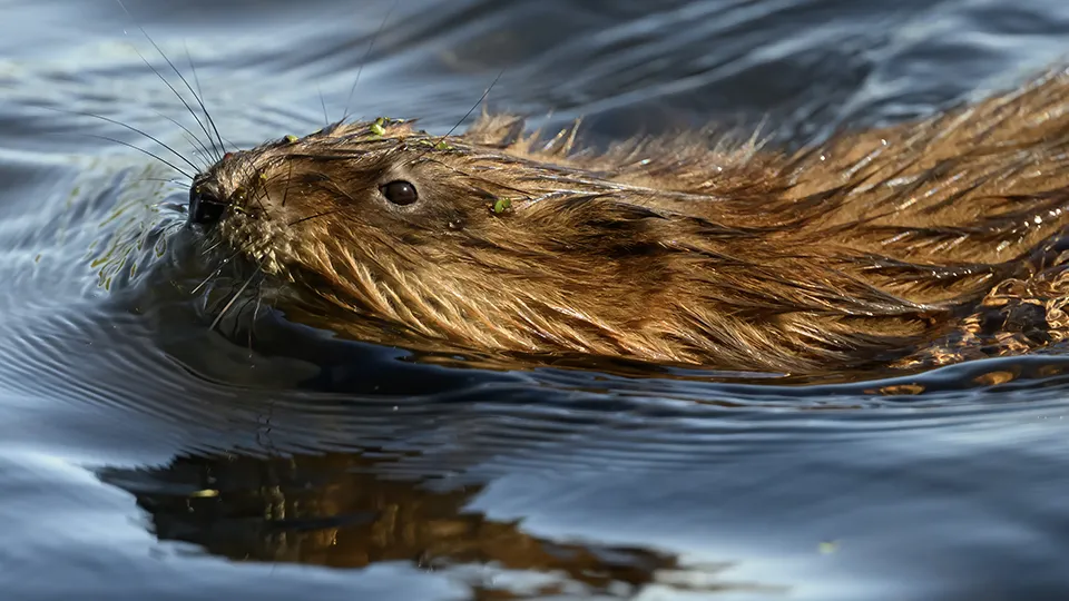 Фото: istockphoto.com/Kirk Hewlett