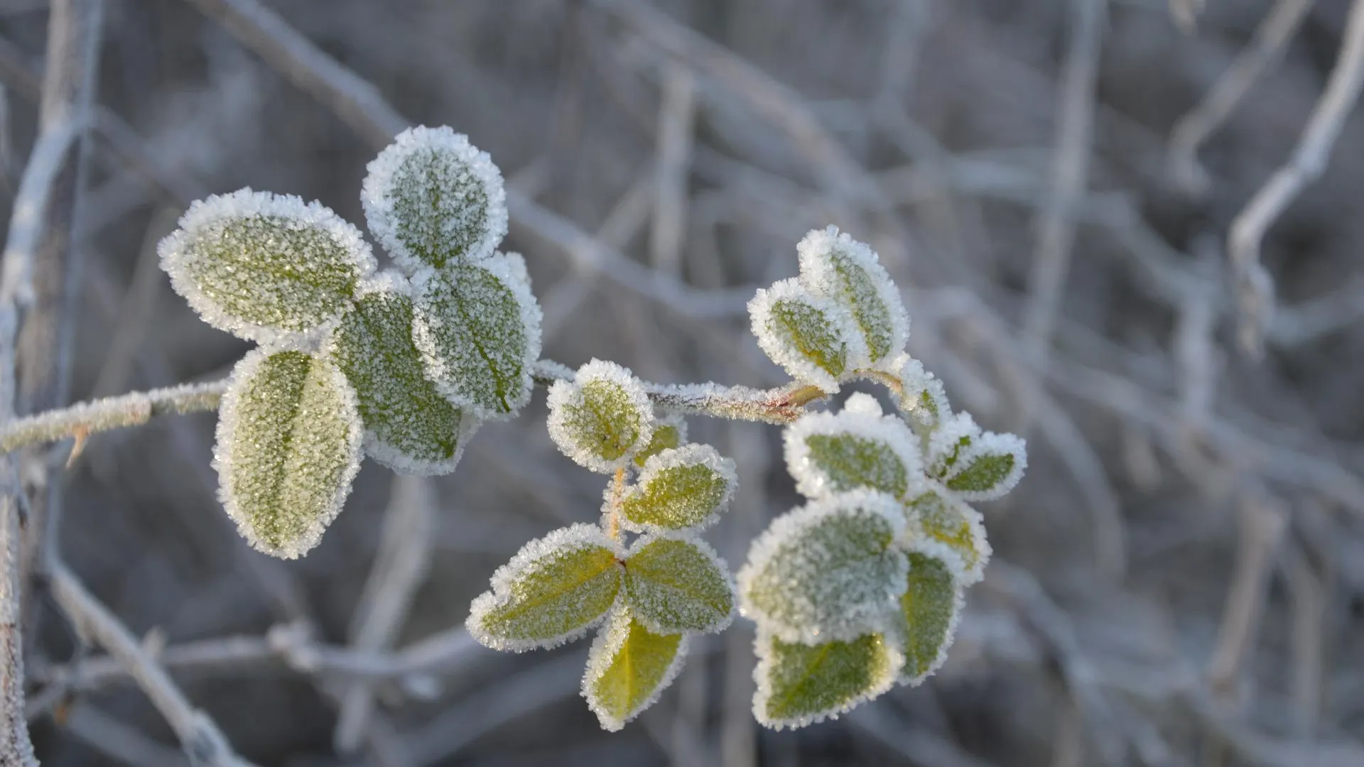 Фото: pxhere.com