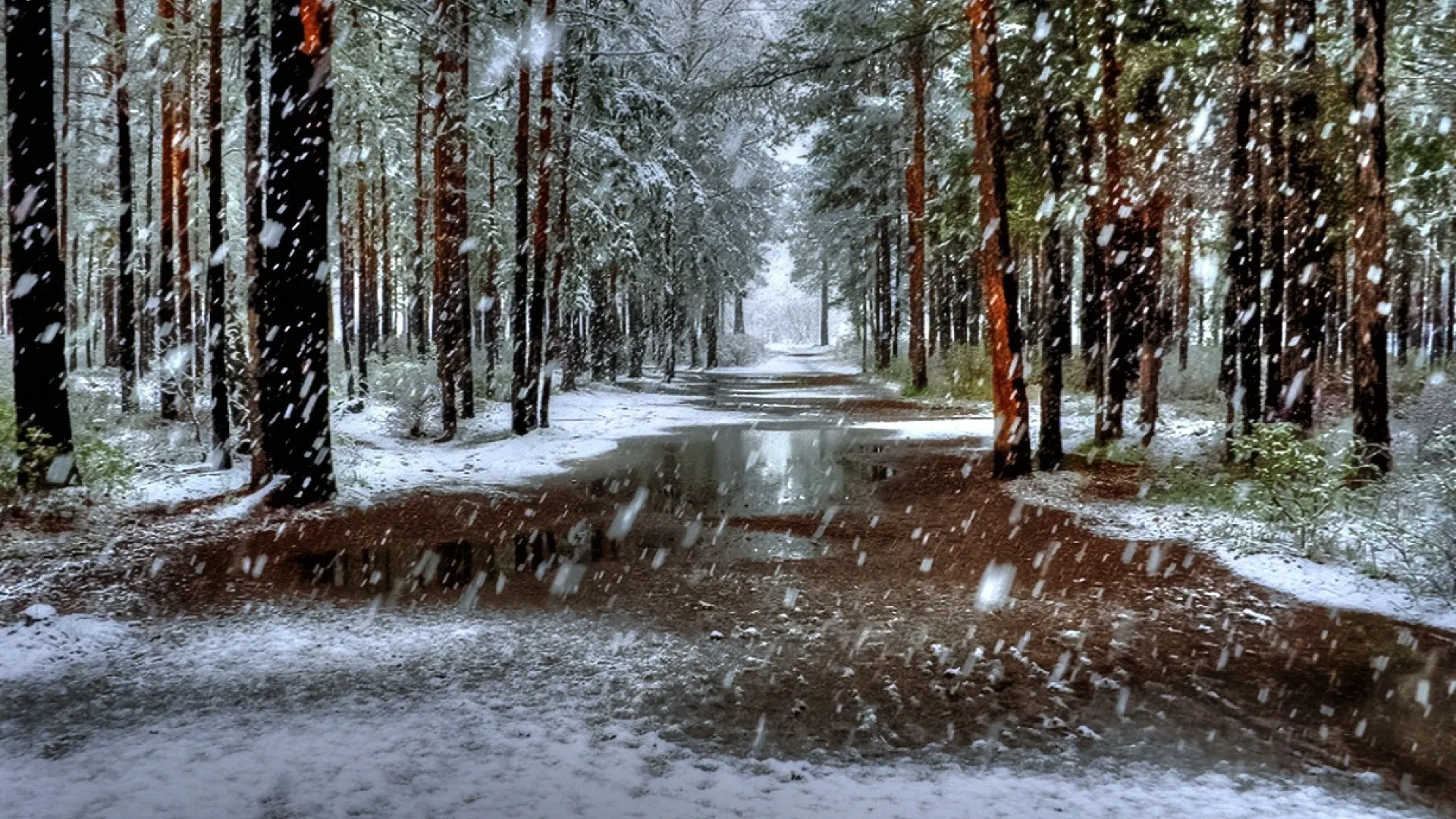 Фото: Комитет лесного хозяйства Московской области
