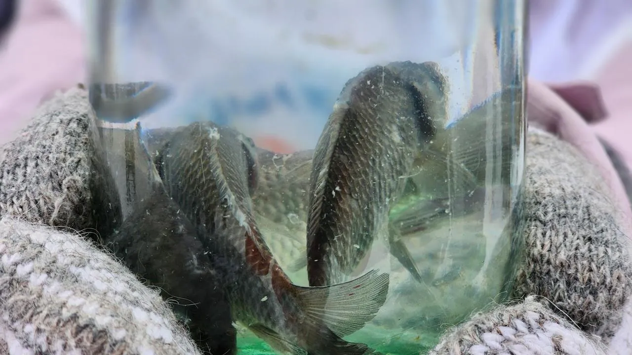 МедиаБанк Подмосковья/Екатерина Данилина