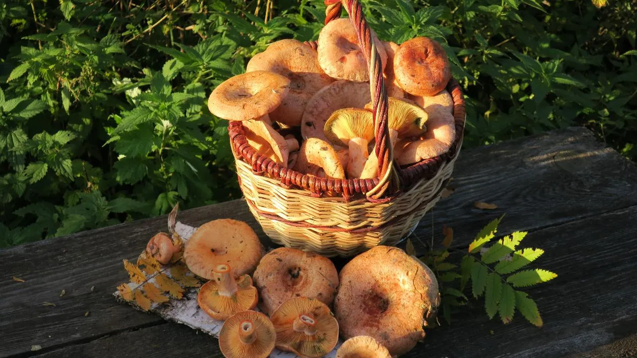 медиасток.рф