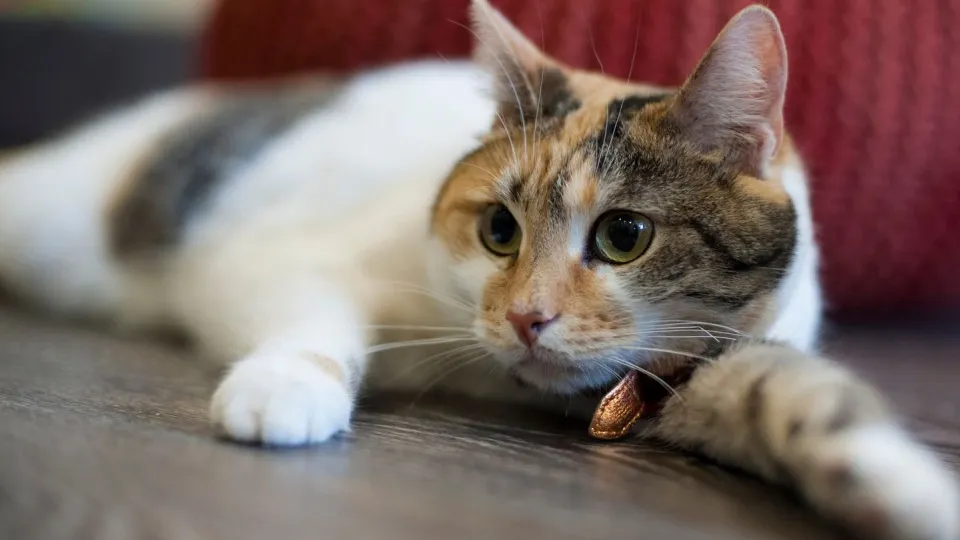 Фото: медиасток.рф