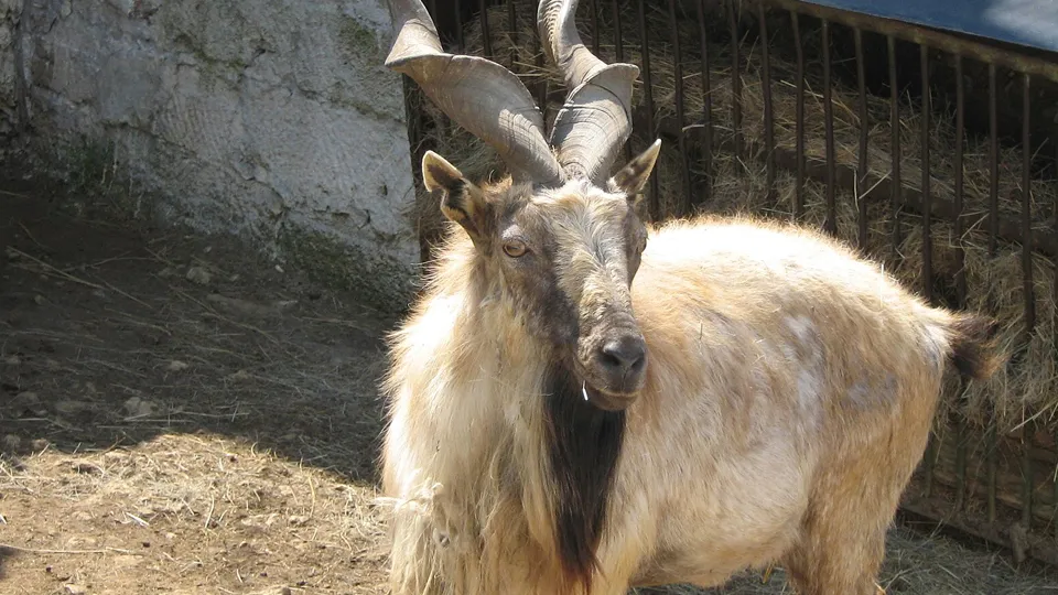 Фото: сommons.wikimedia/Ганна Тютюник