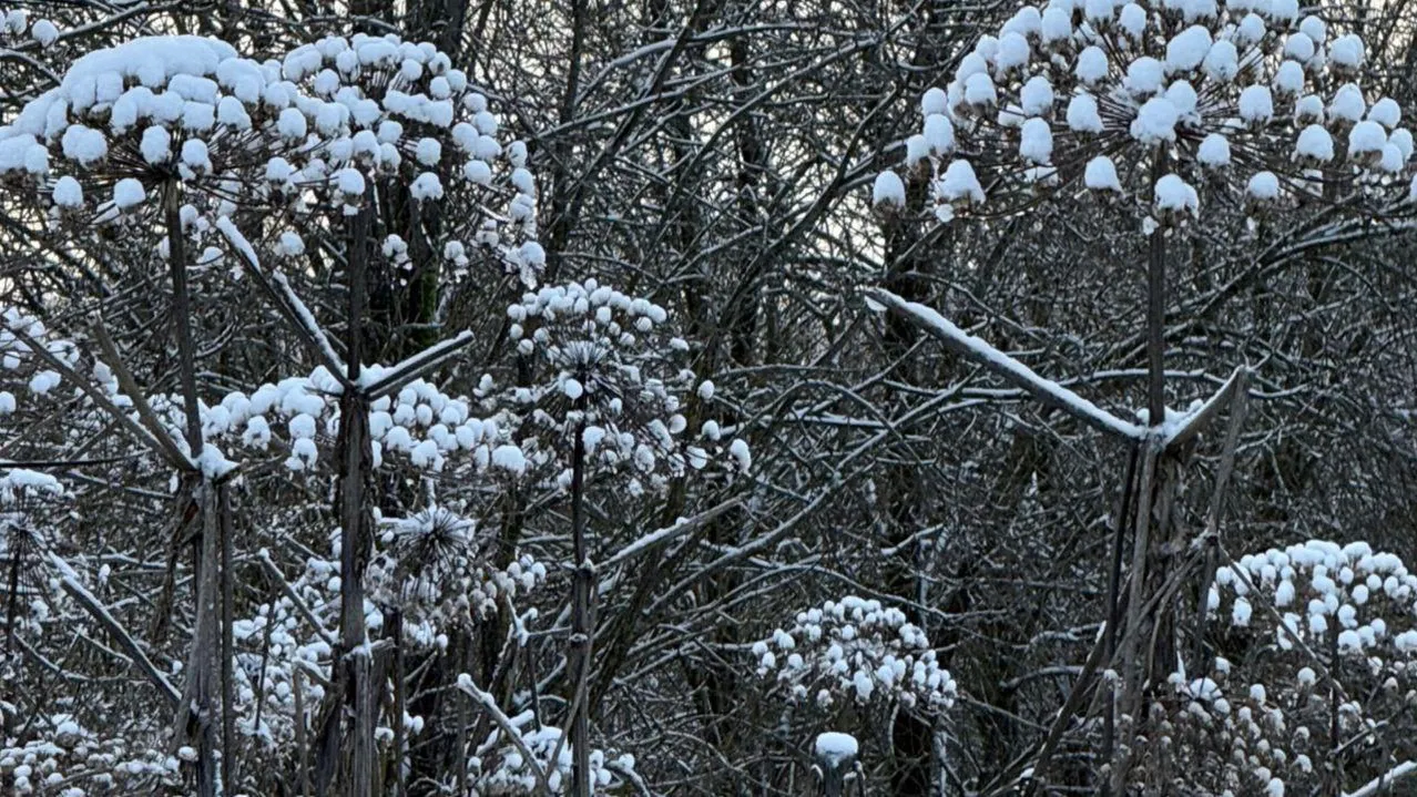 Марина Алифанова