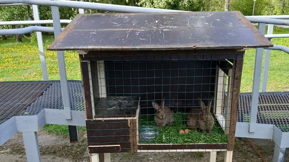 Фото: МБУК «Городской парк культуры и отдыха» г.о. Краснознаменск