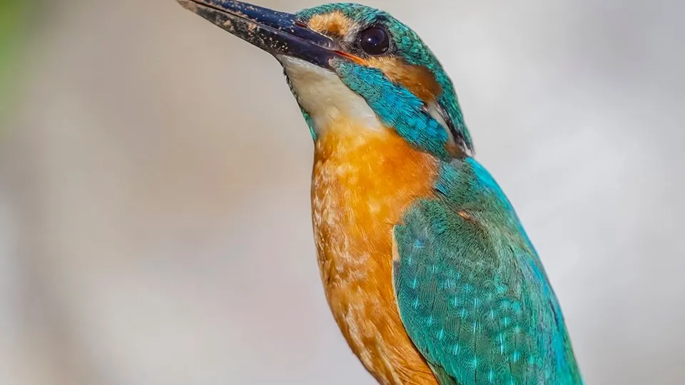 Фото: vk.com/Turan Özfidan