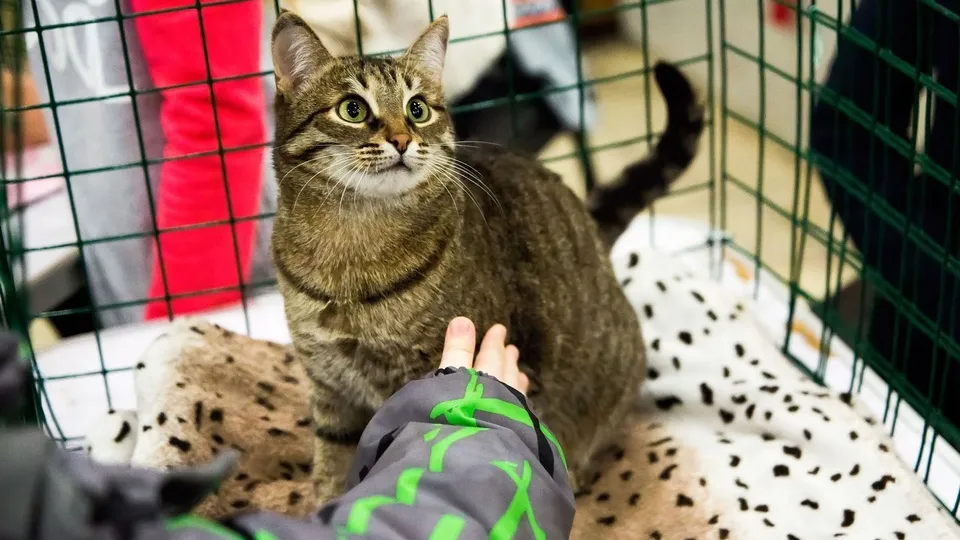 Фото: медиасток.рф