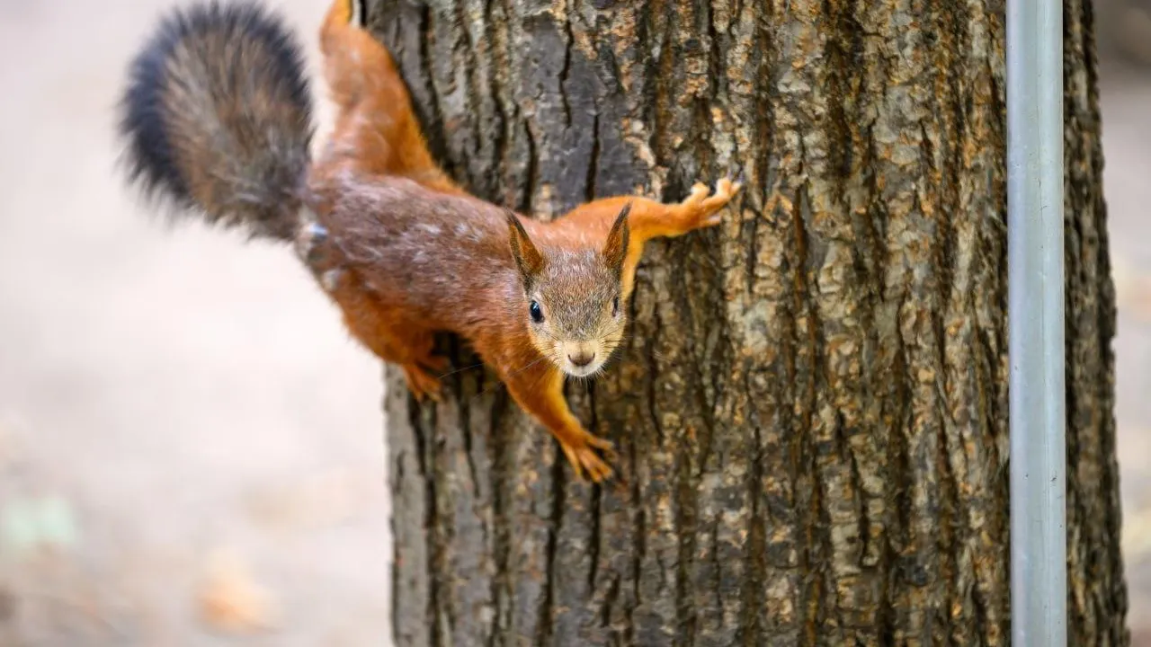 медиасток.рф