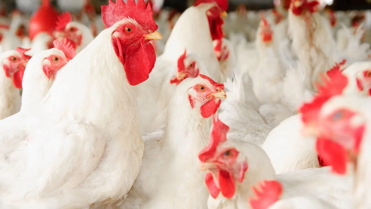 Пресс-служба Минсельхозпрод МО