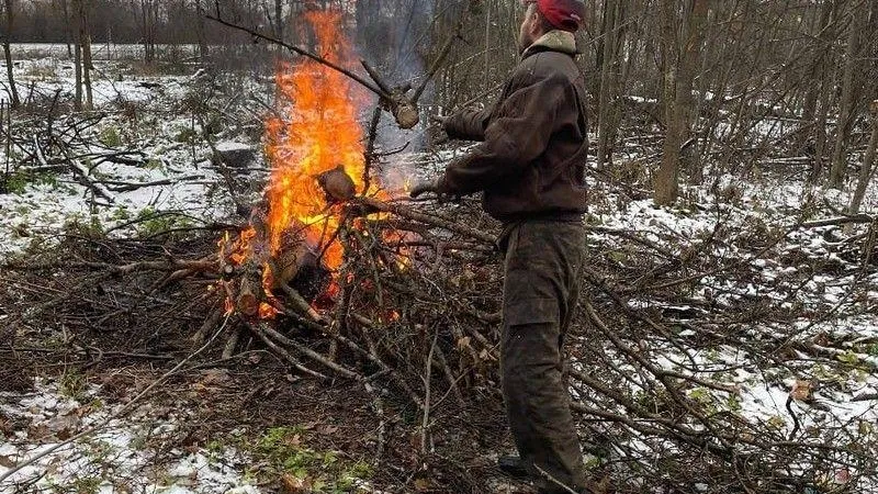Санитарные рубки продолжают проводить в лесах Одинцовского и Рузского городских округов