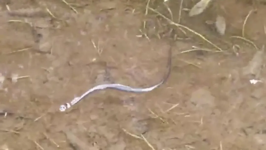 Фото: t.me/Balashiha_Podslushan