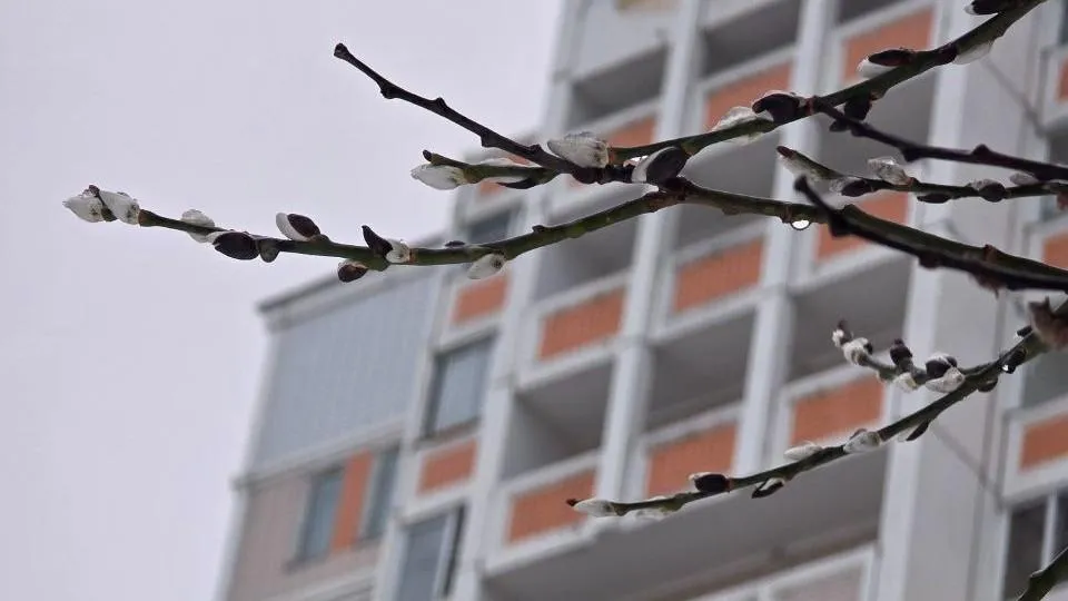 REGIONS/Ольга Ковалева