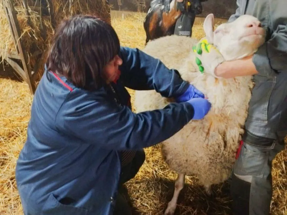 Фото: Министерство сельского хозяйства и продовольствия МО