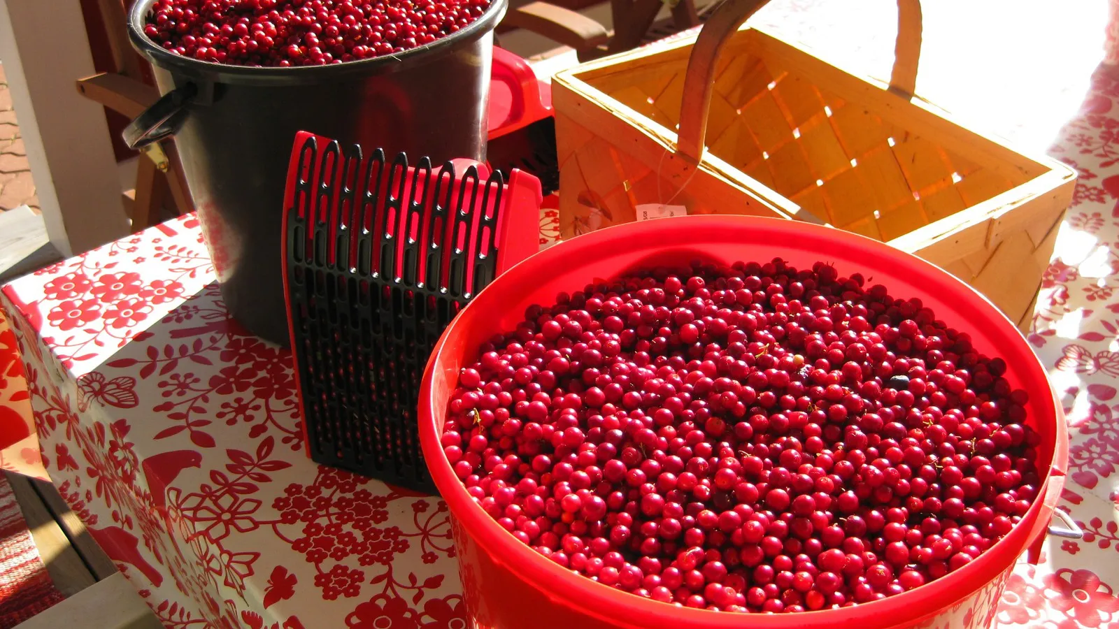 Фото: pxhere.com