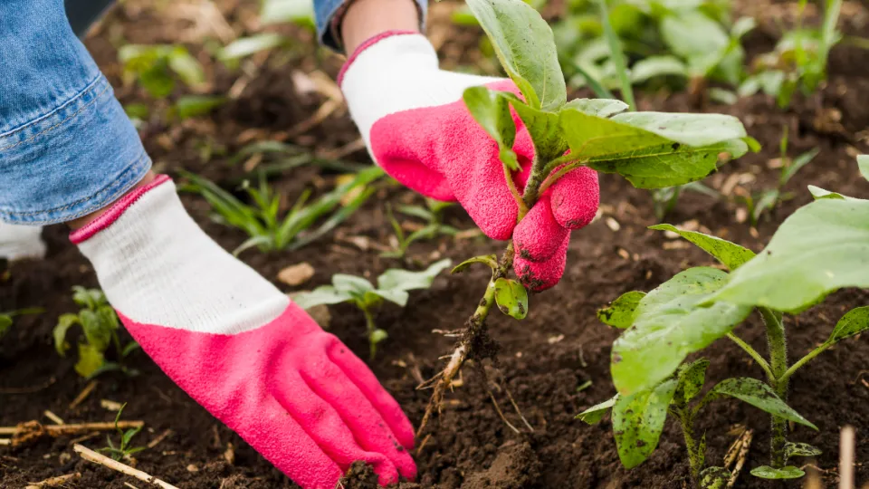 Фото: freepik.com