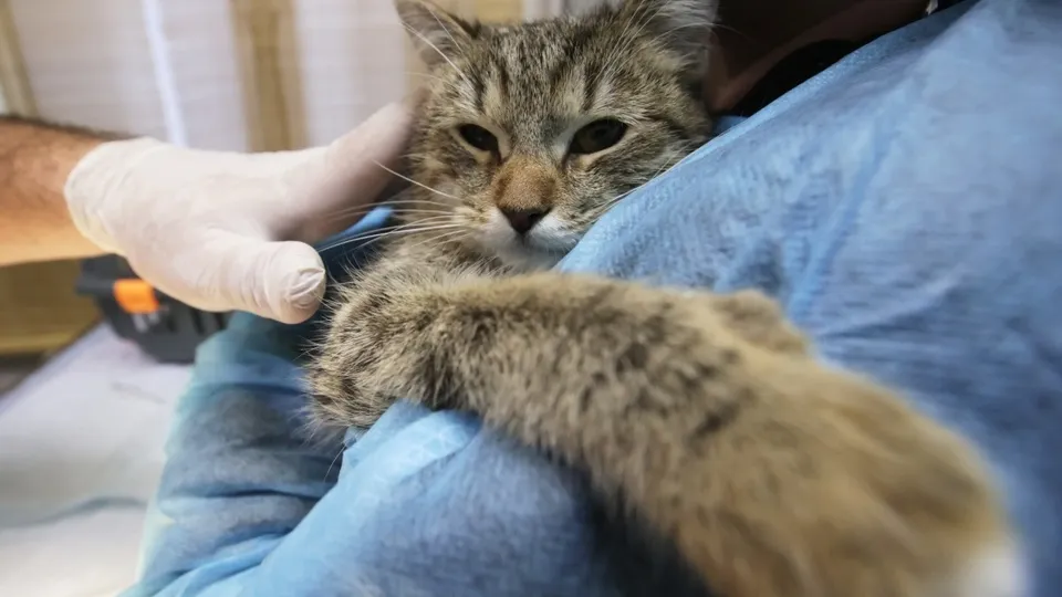 Фото: РИА Новости/Виталий Белоусов