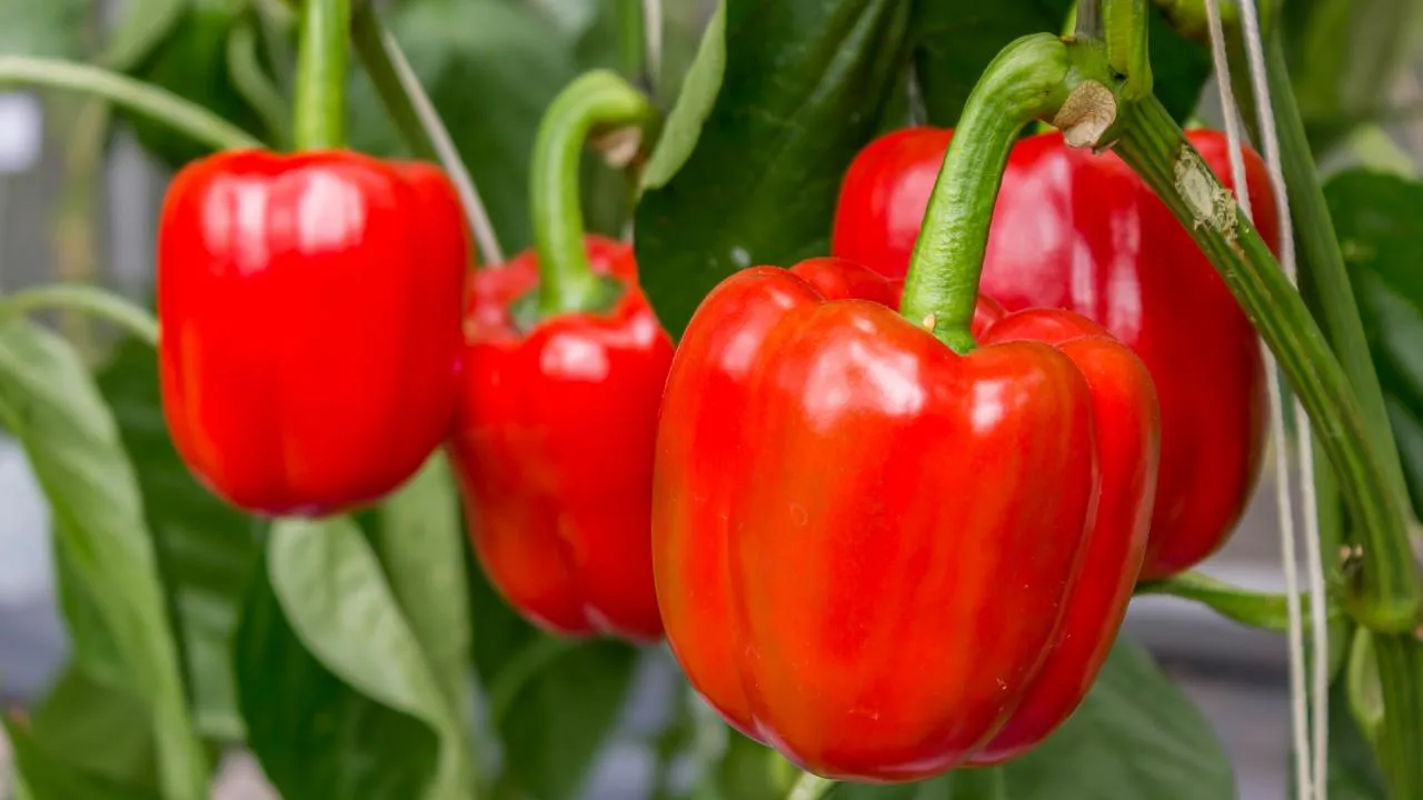 istockphoto.com/CatuZ