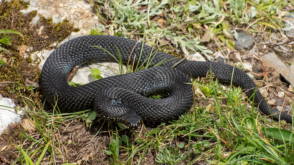 Фото: сommons.wikimedia/Maurizio.amendolia