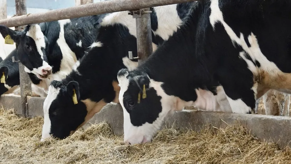 Фото: REGIONS /Дарья Леонова