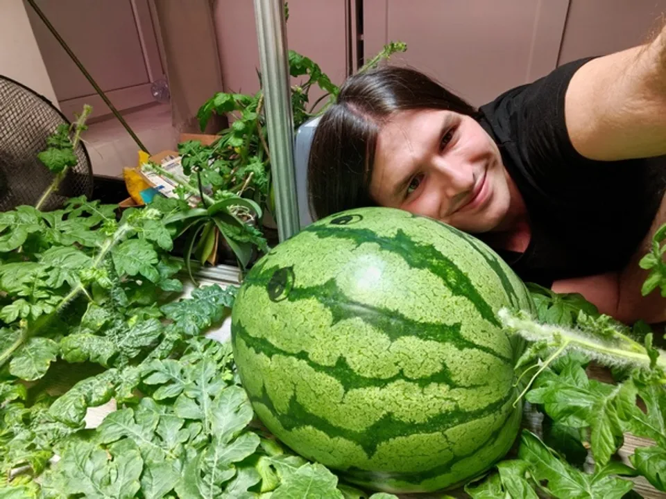 Арбуз весом 18,5 кг. Фото: личный архив Александра Чусова
