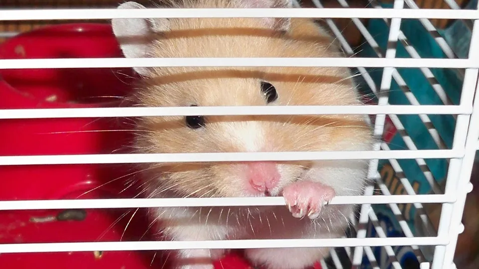 Фото: pxhere.com