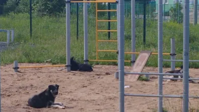 Фото: t.me/narofominskLife