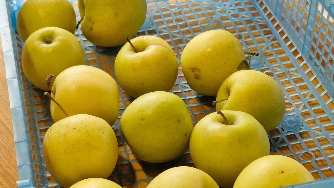 REGIONS/Наталья Надточая